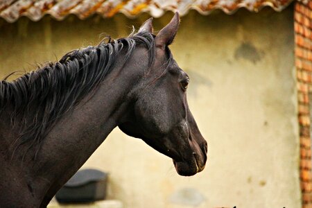 Thoroughbred arabian horse head pferdeportrait