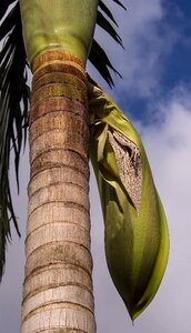 Seed pod fruit bangalow palm
