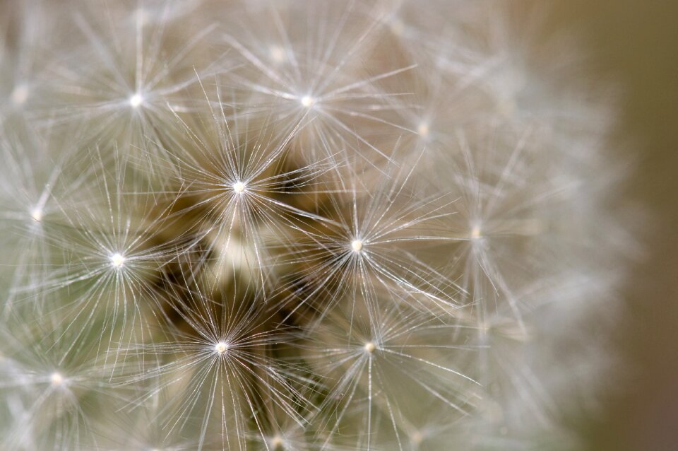 Macro white color