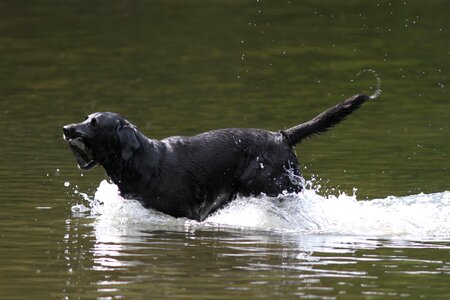 Fun animal play photo