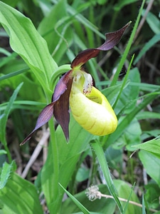 Orchid blossom bloom