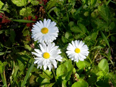 Field chamomile white