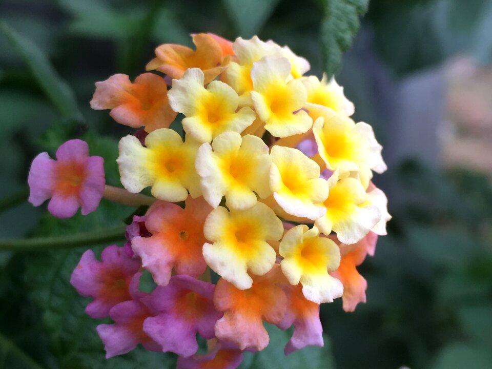 Flowers verbena family nature