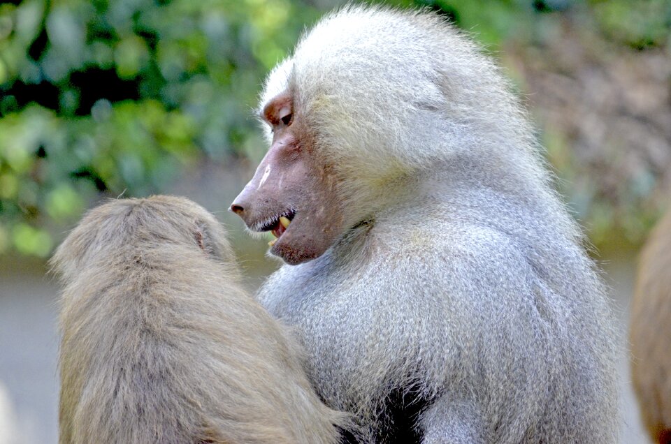 Watch monkey males male