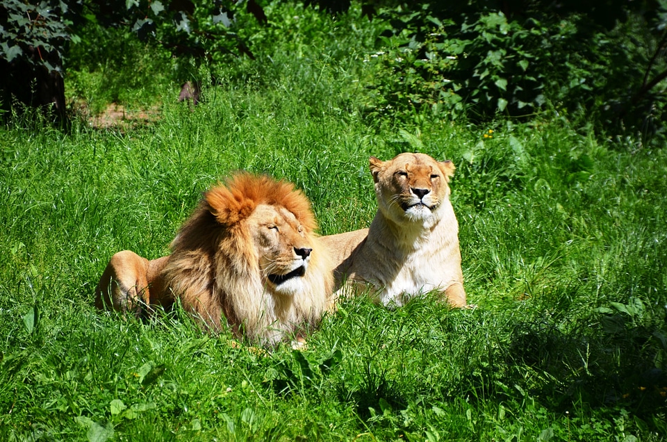 Wild animals animal couple