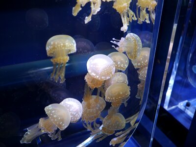 Jellyfish aquarium water tank photo