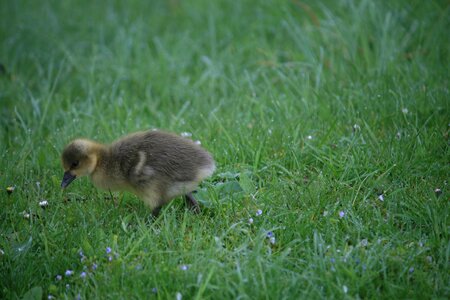 Poultry water bird animal