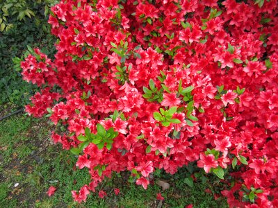 Shrub garden spring