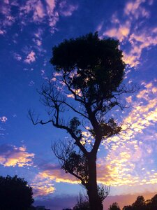 Blue one tree orange