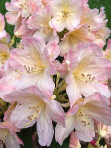 Spring pistil flowers