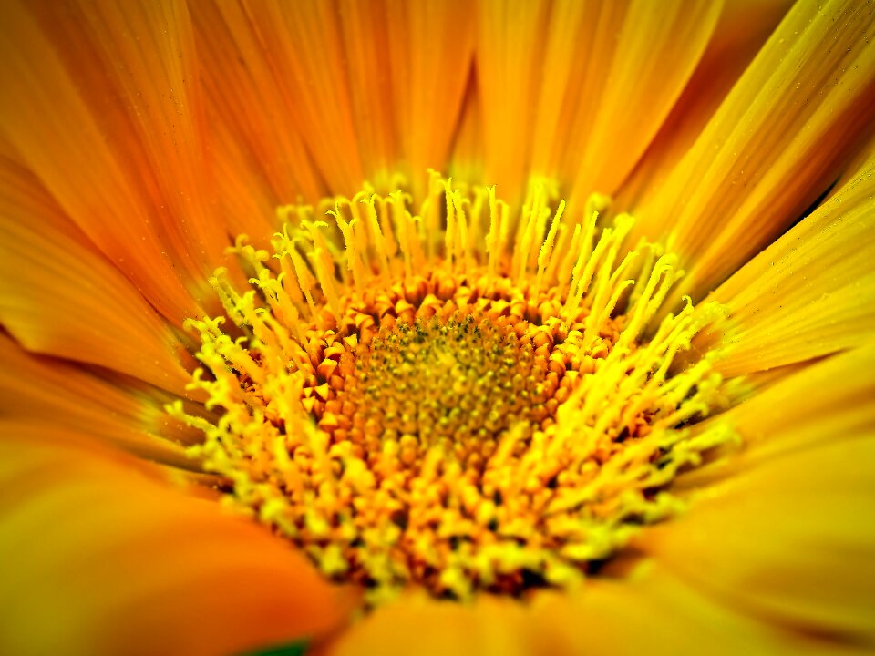 Bloom macro nature