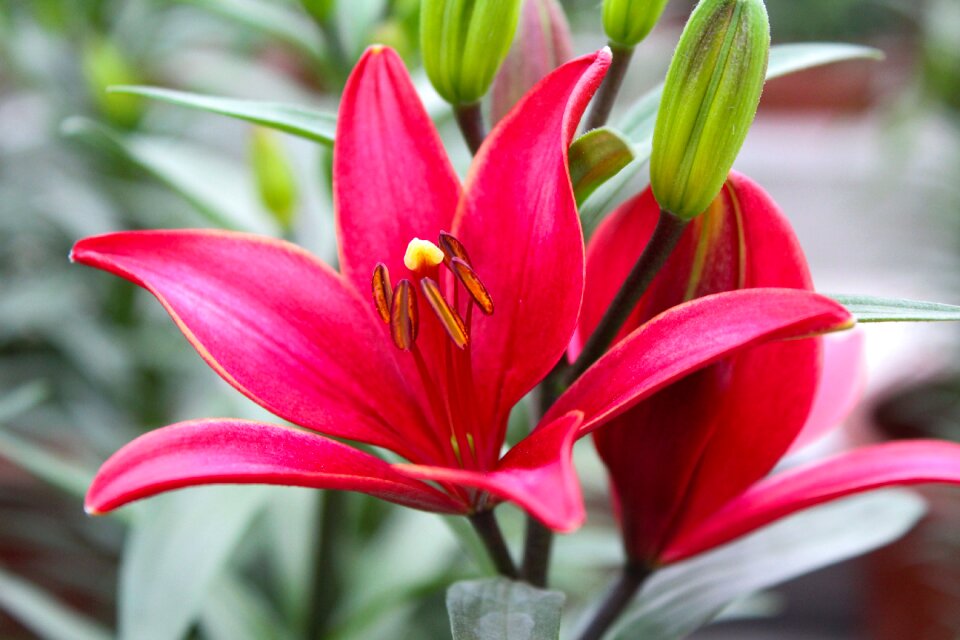 Plant flower lily photo