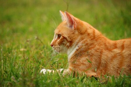 Mackerel domestic cat red cat photo