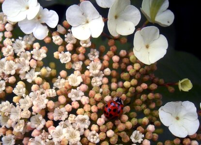 Ladybug nature field