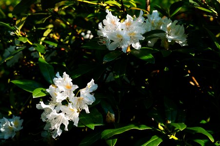 Nature plant spring