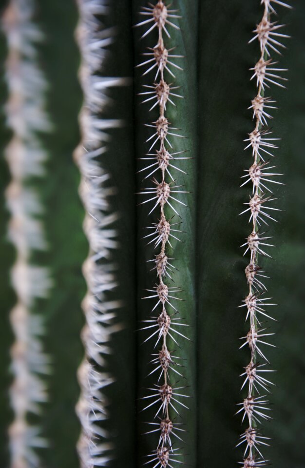 Nature cactus greenhouse green