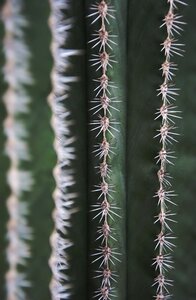 Nature cactus greenhouse green photo
