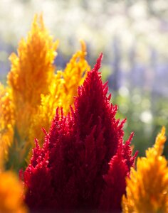 Bloom nature flower