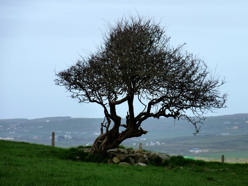 Tree organic agriculture