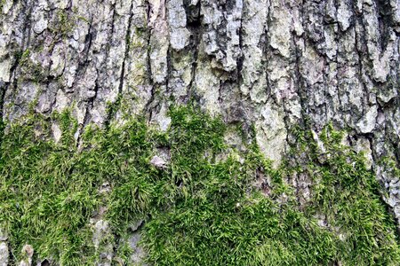 Tree old bark photo
