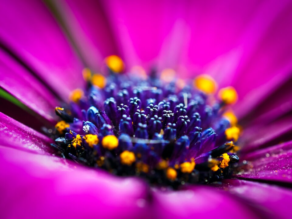 Flowers cape daisies nature