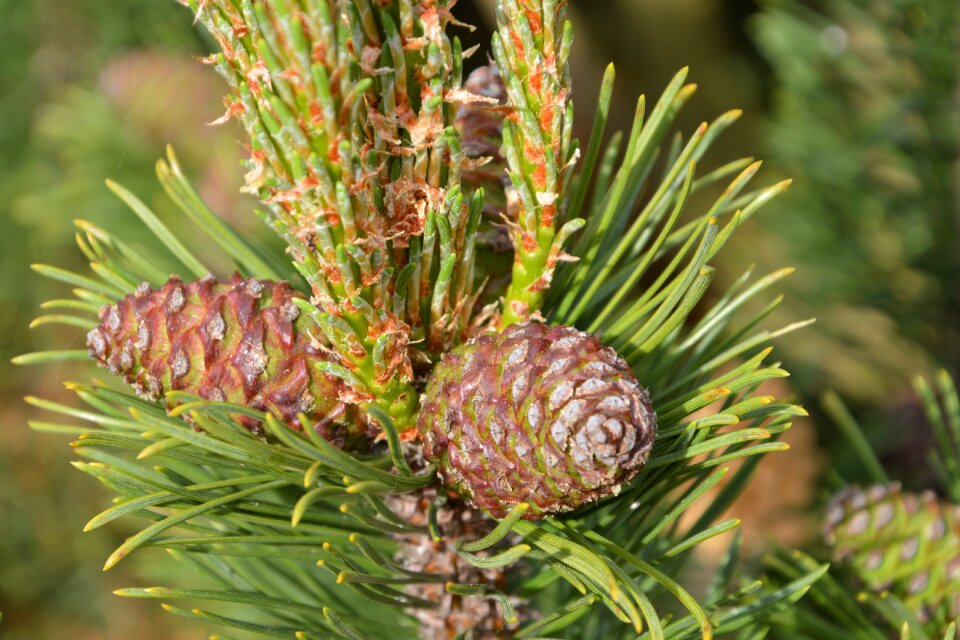 Tap pine branch immergrüner tree