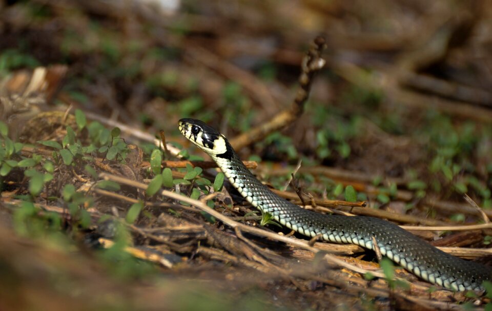 Snake snooping reptiles