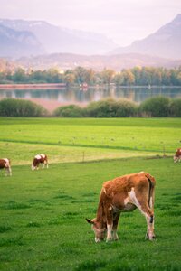 Nature abendstimmung cows photo