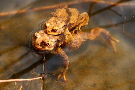Water animal amphibian photo