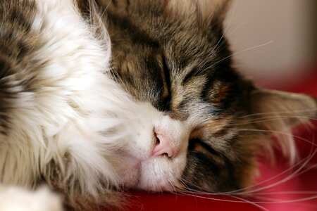 Domestic cat futrzak thoroughbred