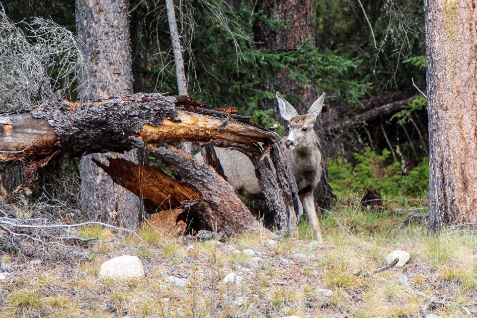 Forest mammal wild