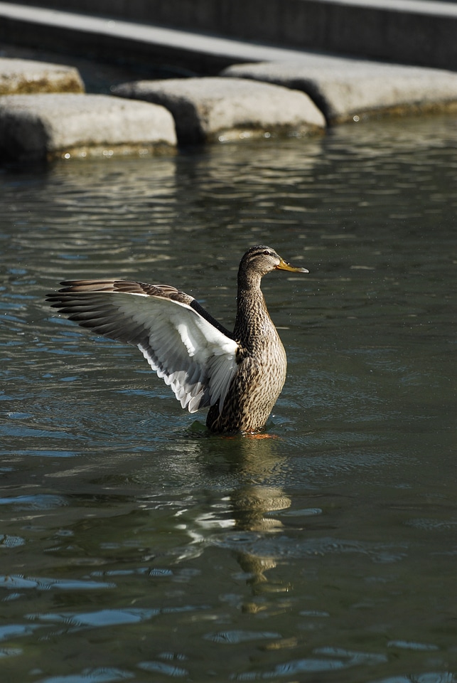 Duck cheonggyecheon stream wing