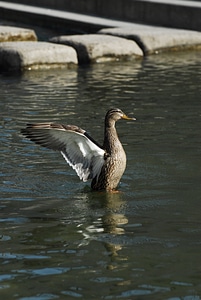 Duck cheonggyecheon stream wing