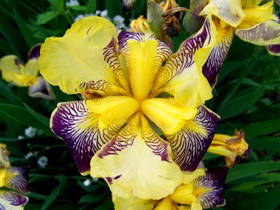 Iris fleur-de-lis spring flower