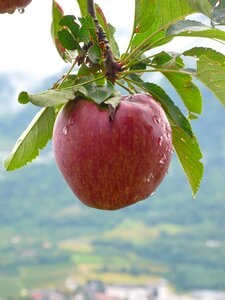 Delicious fruits red