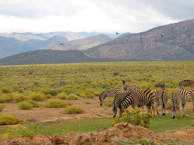 Reserve zebra birds