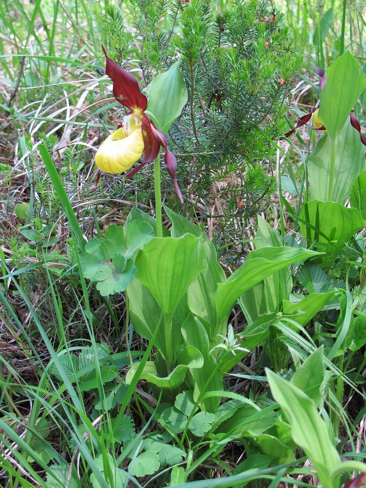 Blossom bloom orchid