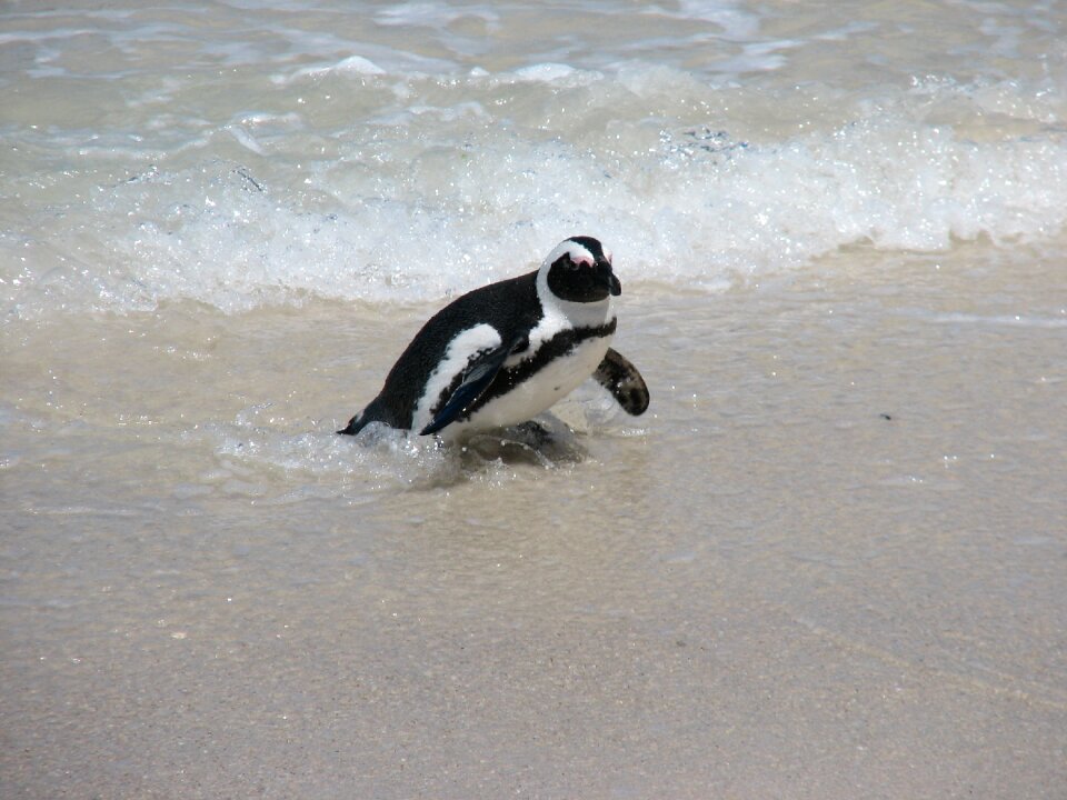Ocean south africa sand