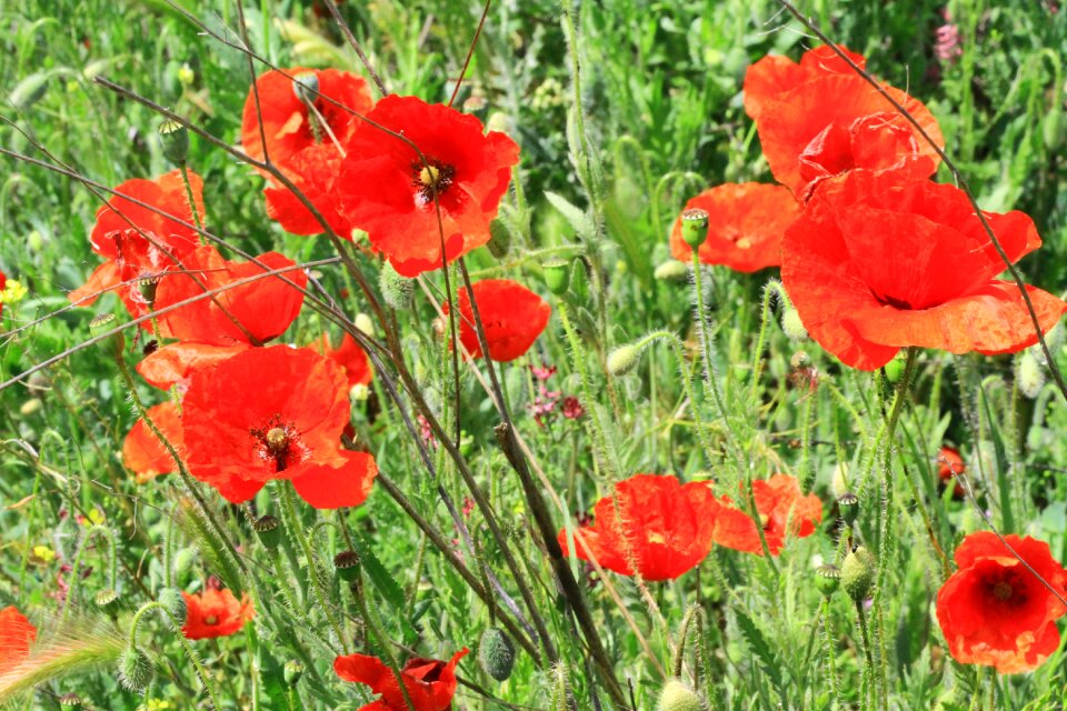 Field red spring