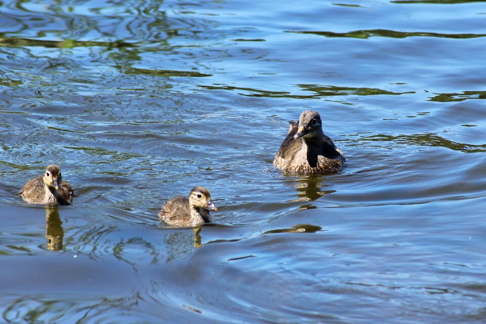 Water lake nature