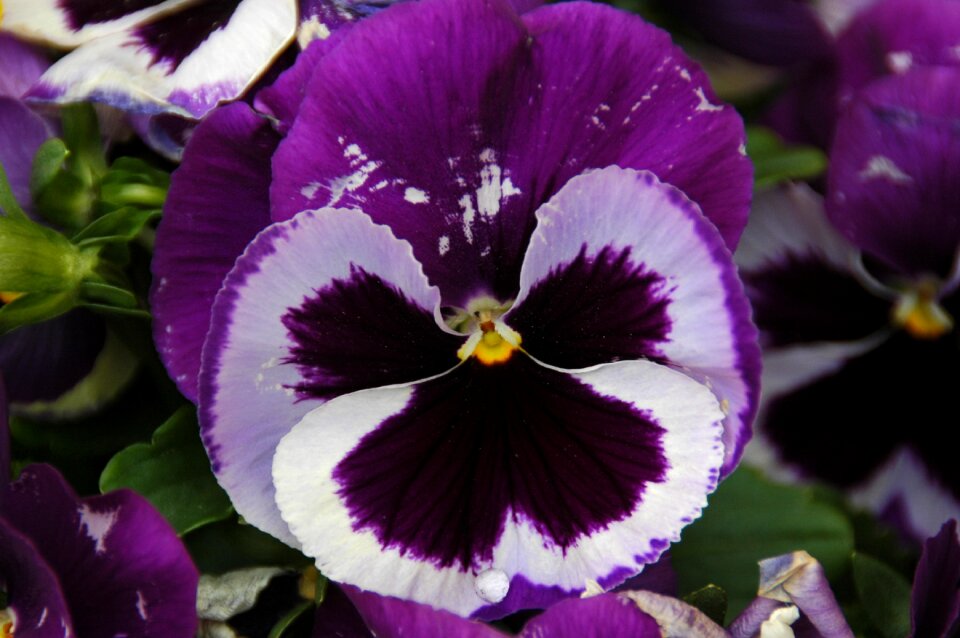 Plant nature close up