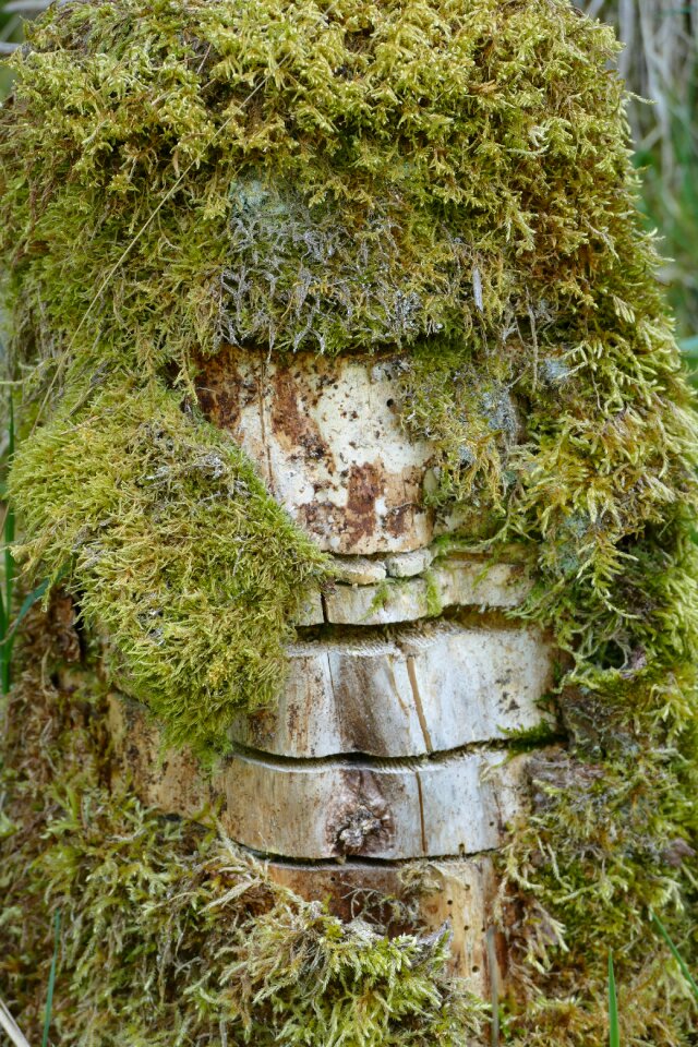 Tree stump nature old