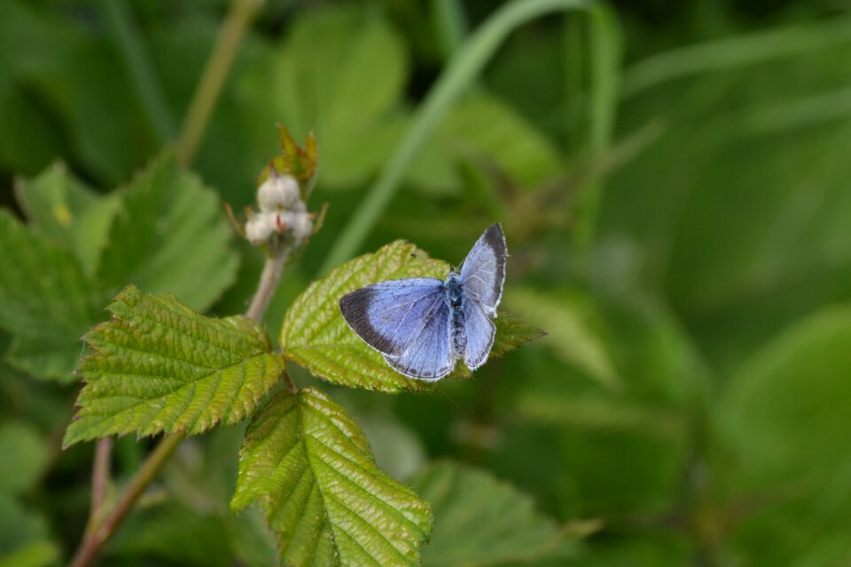 Green insects blue butterfly