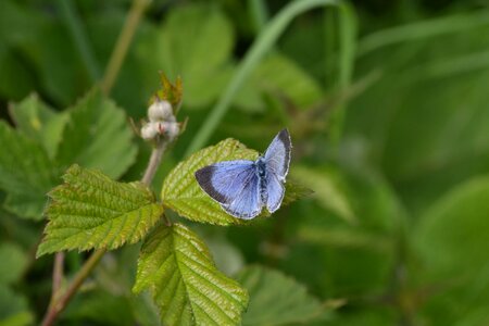 Green insects blue butterfly photo