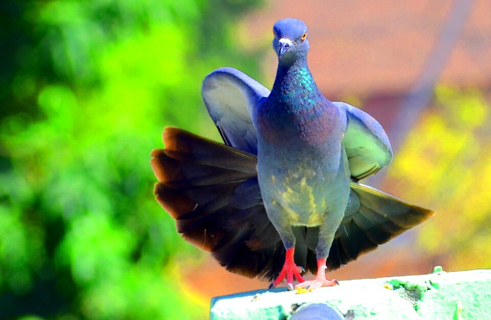 Nature animal fauna