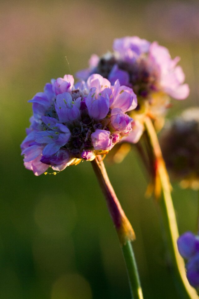 Carnation flower pink