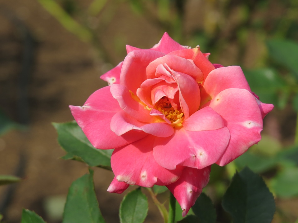 Pretty petals romantic
