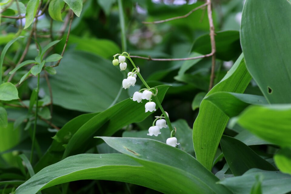 Bell spring sprig of lily of the valley