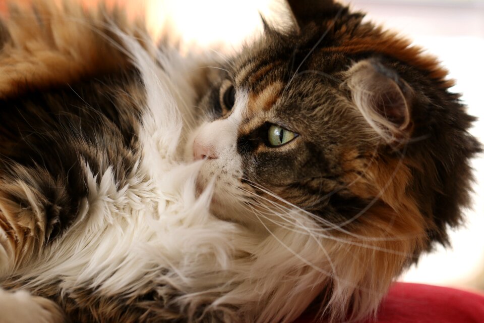 Thoroughbred cat's eyes look