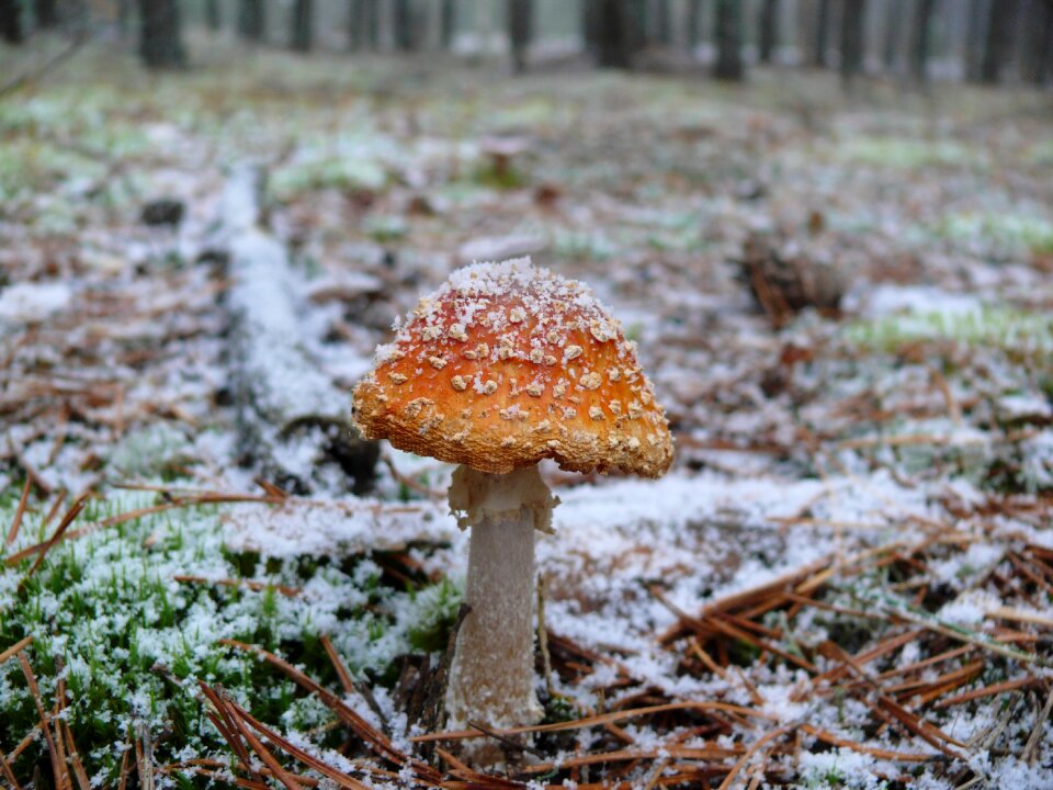 Winter forest mushroom